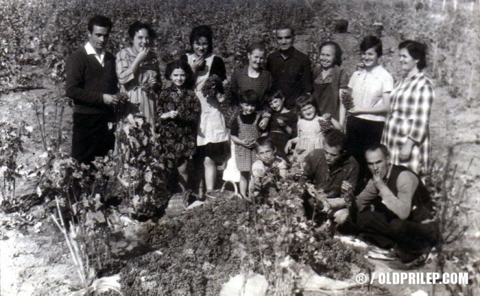 1964 година... Калојновци на гроздобер кај Прчаковци...