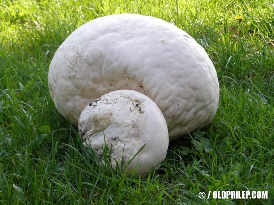 Calvatia gigantea (Голема ќелава пуфка)