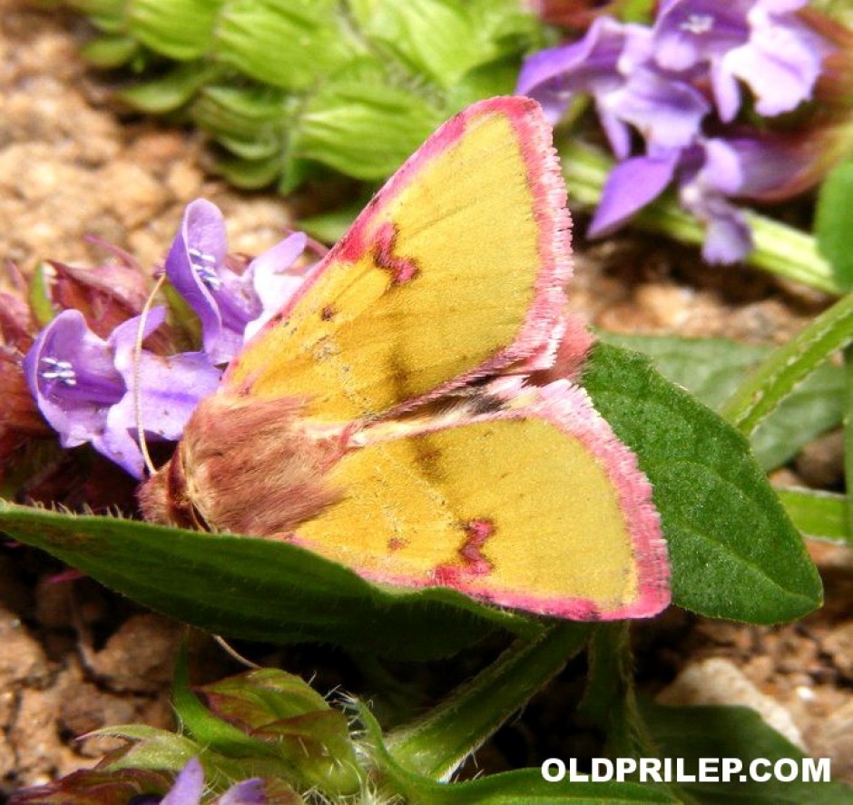 2009: Возрасна единка на Heliothis incarnata сликана во околината на Присад