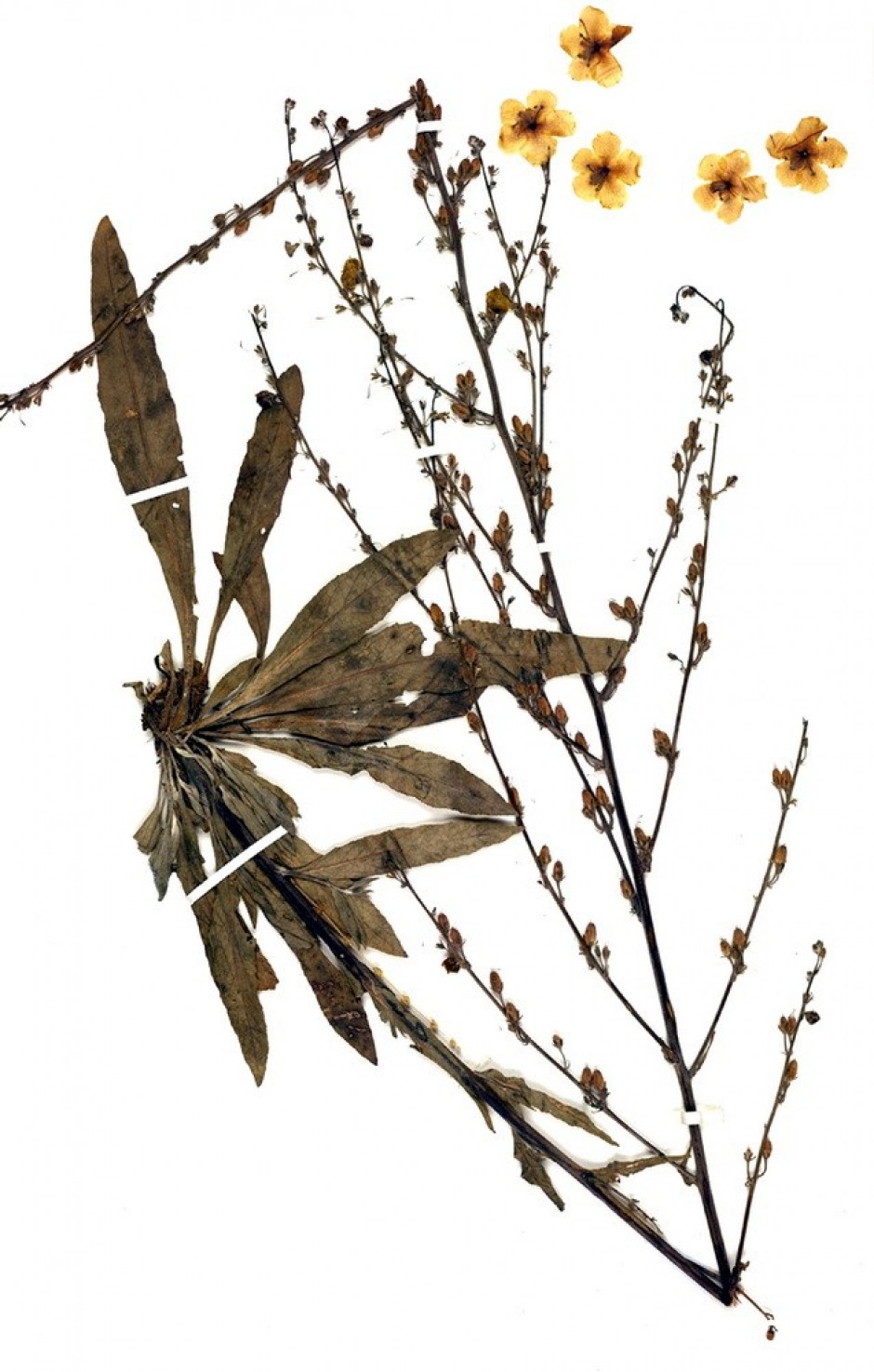 Verbascum adenanthum 