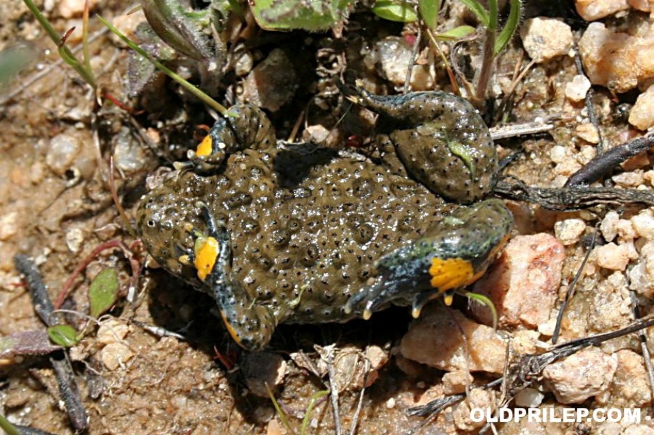 2009: Bombina variegata (Жолт мукач) сликана во околината на Трескавец
