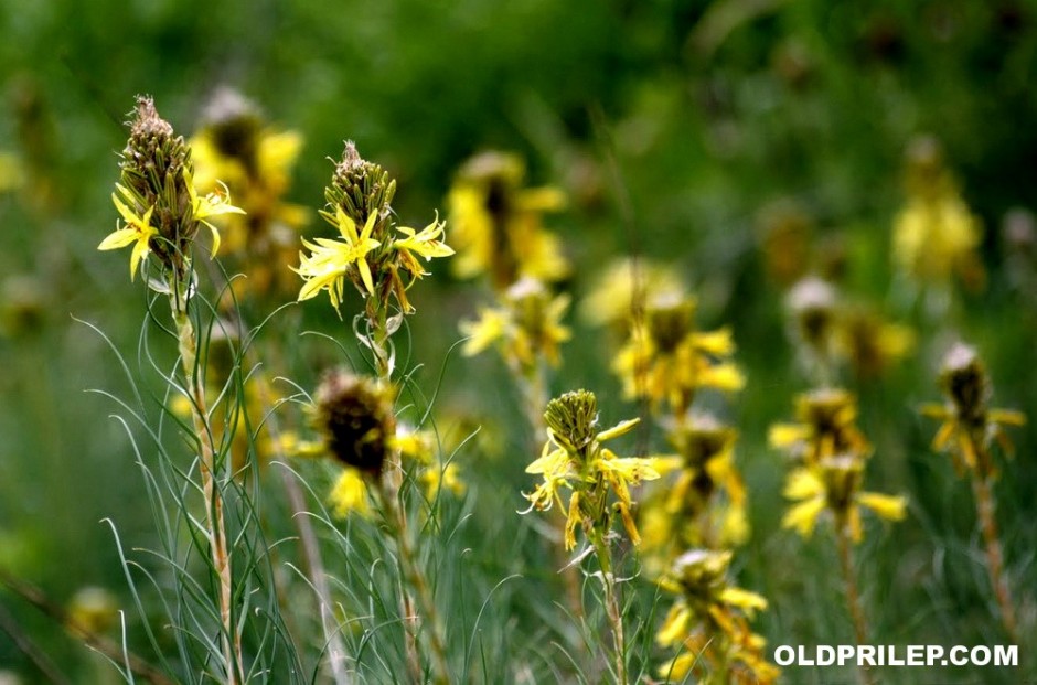 2011: Asphodeline lutea (Базерка, Базер)