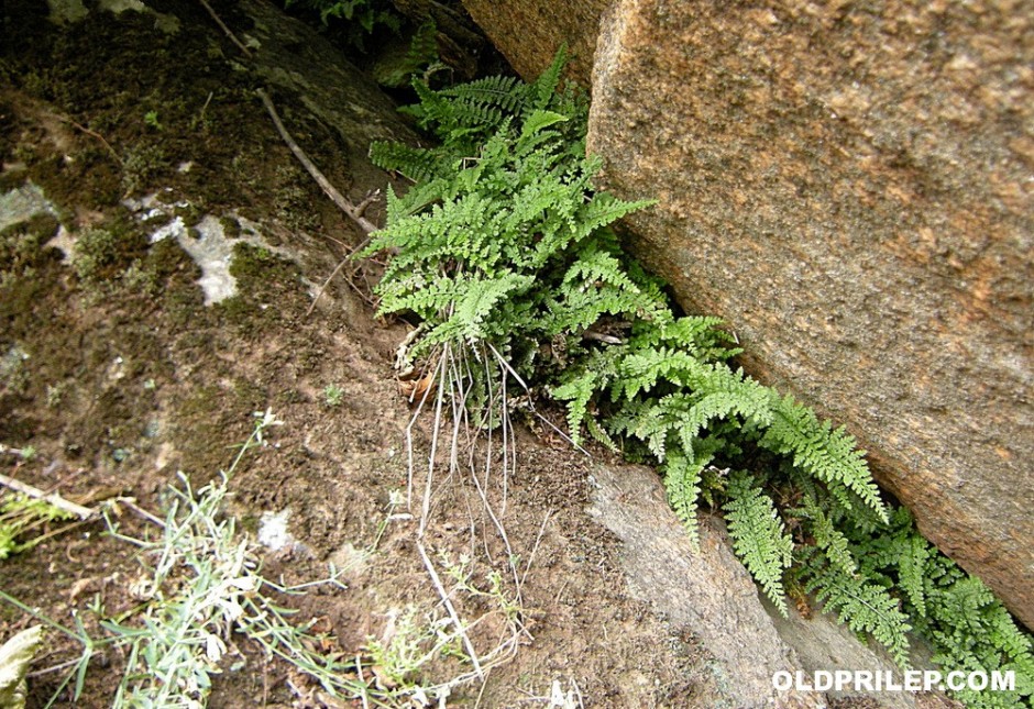 2010: Македонски папрат (Asplenium Macedonicum Kümm) сликан во околината на Штавица
