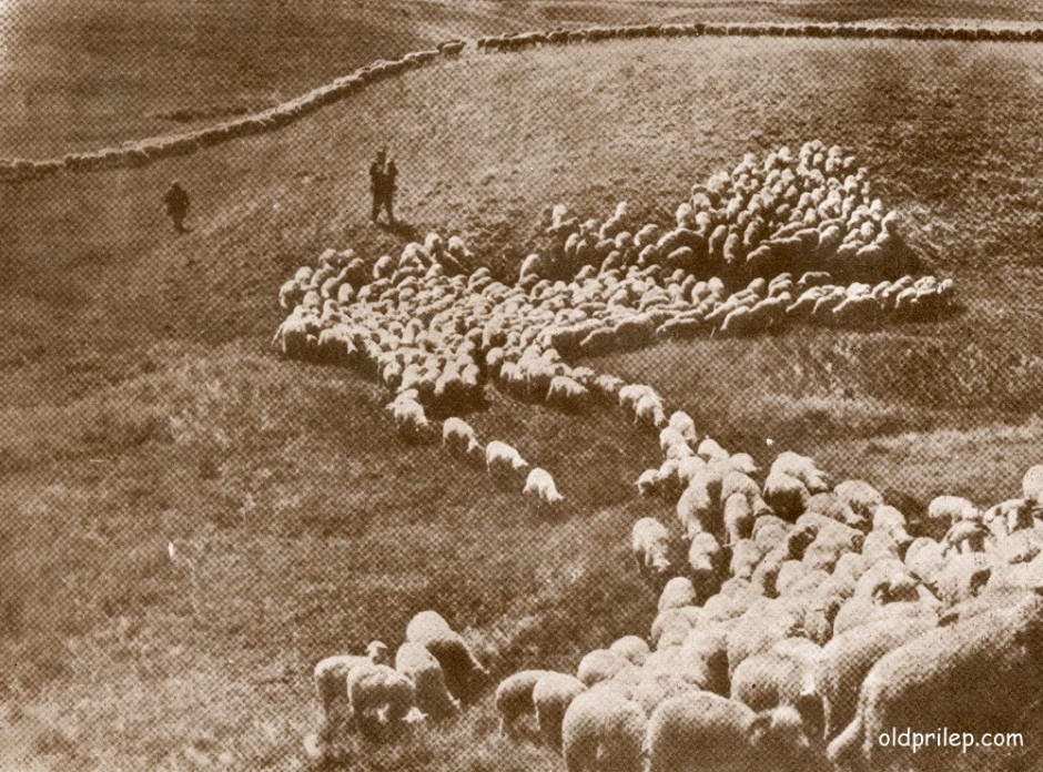 1975: Напасување на овци во Мариово...